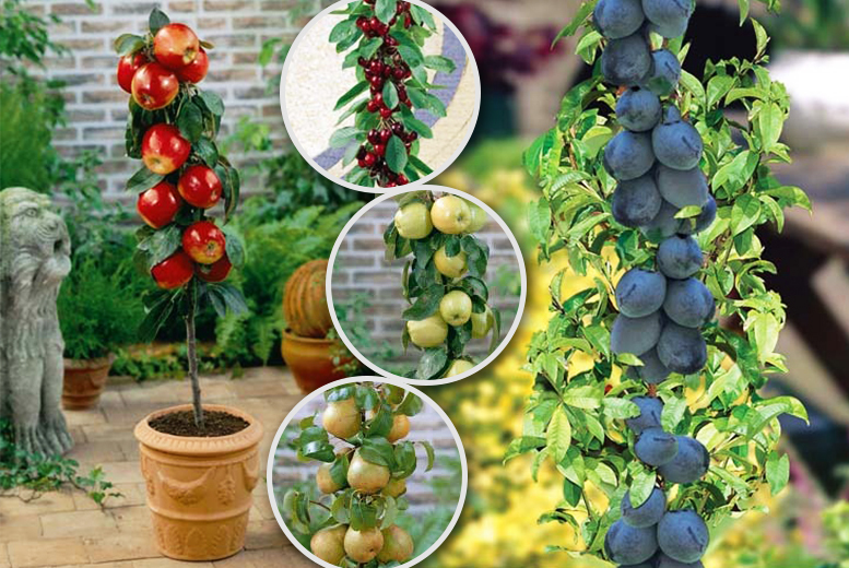 Â£19.99 (from Bristol Tropical Centre) For A Collection Of Four Patio