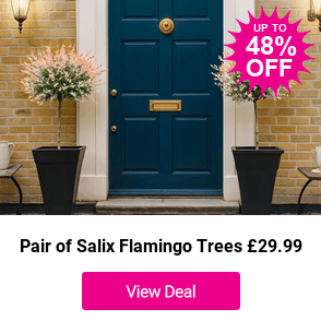 £26.99 instead of £59.95 for a Pair of Salix Flamingo Trees from Gardening Express – save 55%