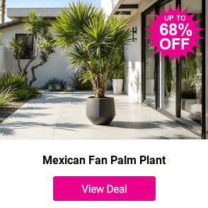 £19.99 instead of £39.97 for one Washingtonia Robusta hardy palm plant or £19.99 for two plants from Gardening Express - save up to 50%