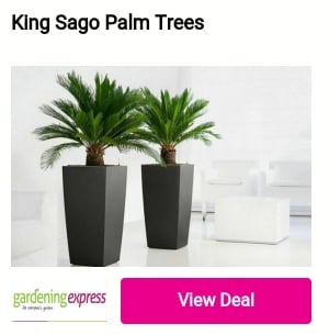 King Sago Palm Trees PlStore 