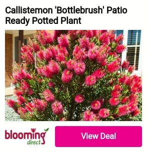 Callistemon 'Bottlebrush Patio Ready Tree e %8 den 