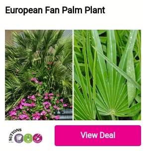 European Fan Palm Plant 
