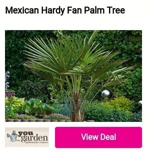Mexican Hardy Fan Palm Tree 