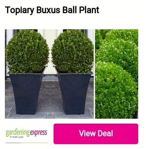 Topiary Buxus Ball Plant 