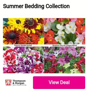 Summer Bedding Collection 
