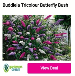 Buddlela Tricolour Butterfly Bush 