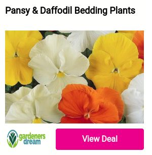 Pansy Daffodil Bedding Plants gardeners Gejdene View Deal 
