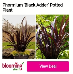 Phormium 'Black Adder' Potted blooming direct, 
