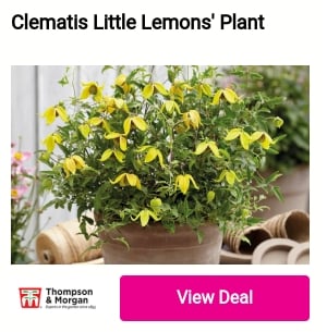 Clematis Little Lemons' Plant amson 