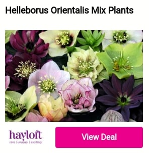 Helleborus Orientalis Mix Plants havyloft 