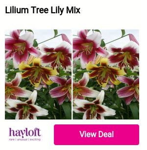 Lilium Tree Lily Mix hayloft 