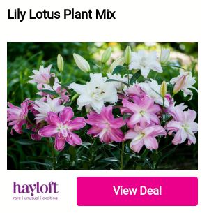 Lily Lotus Plant Mix hayloft 