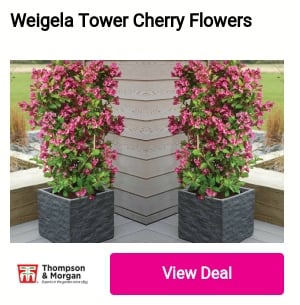 Welgela Tower Cherry Flowers 