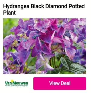 Hydrangea Black Diamond Potted Plant e 