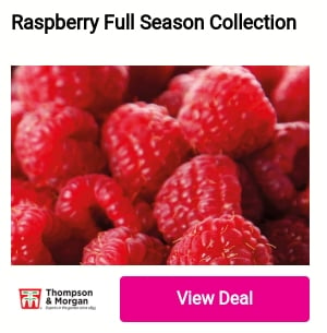 Raspberry Full Season Collection KN 