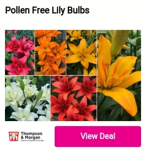 Pollen Free Lily Bulbs 