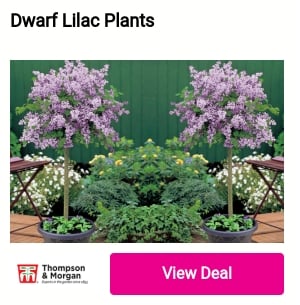 Dwarf Lilac Plants 