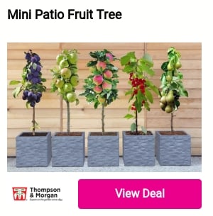 Mini Patio Fruit Tree 3 e T % 
