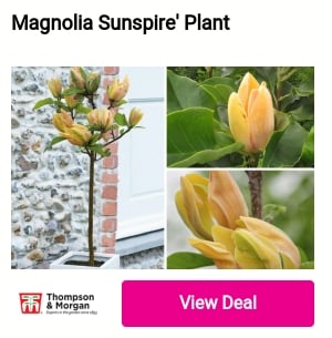 Magnolia Sunspire' Plant 