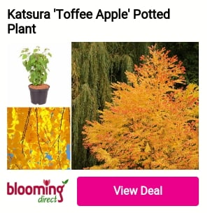 Katsura 'Toffee Apple' Potted Plant 