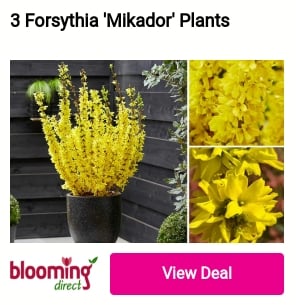3 Forsythia 'Mikador' Plants I i blooming ew Dea 
