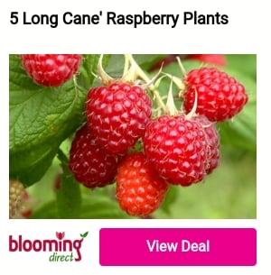 5 Long Cane' Raspberry Plants 