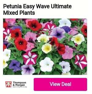 Petunia Easy Wave Ultimate Mixed Plants il des 