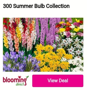 300 Summer Bulb Collection 
