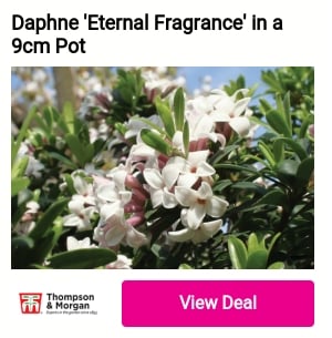 Daphne 'Eternal Fragrance'in a B e 