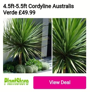4.5ft-5.5ft Cordyline Australis Verde 49.99 