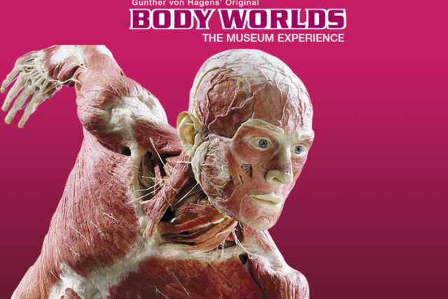 BODY WORLDS London The Museum Experience, Piccadilly Circus