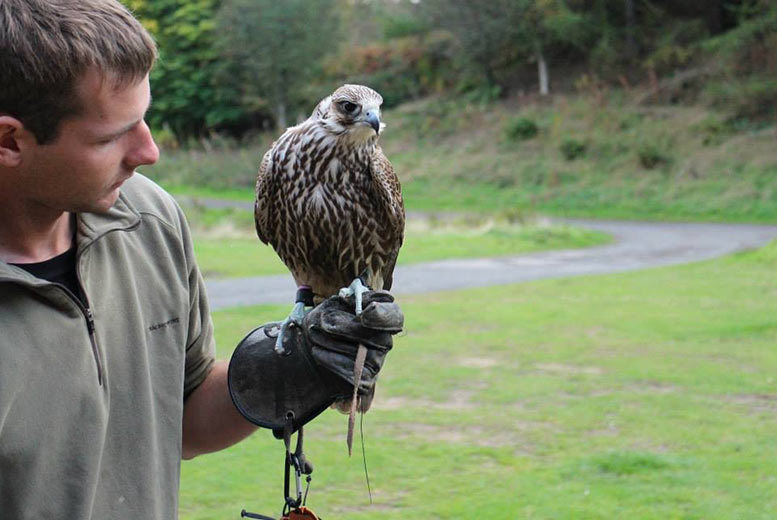 Bird of Prey Experience @ North East Falconry