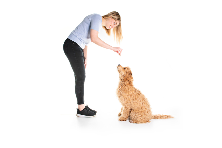 Online Dog Behaviour & Training Course – CPD Certified! | Wowcher