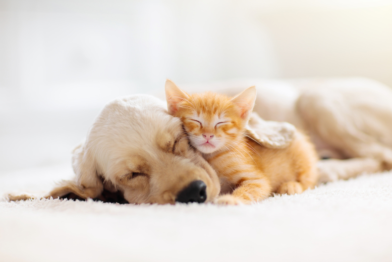 Lead Academy Unisex Online Animal Behaviour Counsellor Course - 6 Modules, Lifetime Access | Wowcher