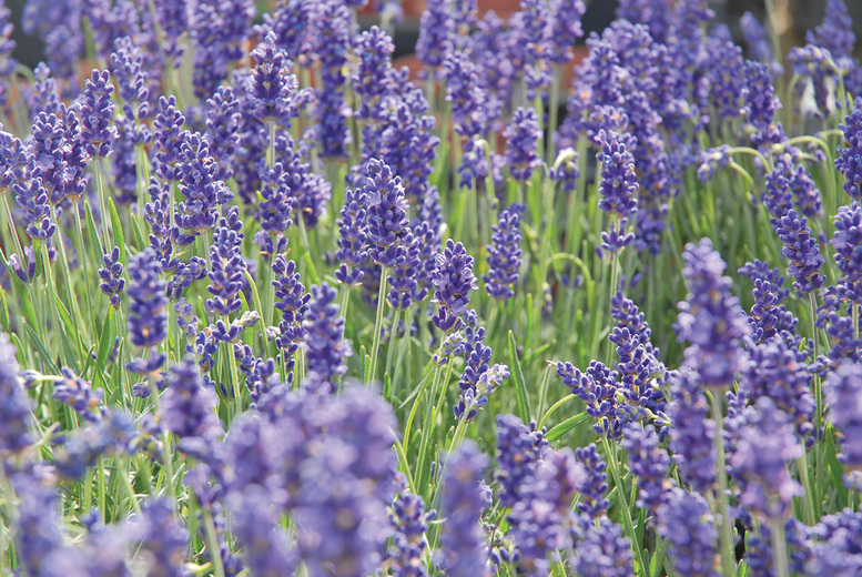 English Lavender Plants Sale Bristol Wowcher