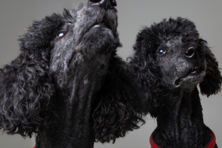 Pet Photoshoot & £250 Gift Certificate to Spend on Any Artwork | Wowcher Pet Photoshoot & £250 Gift Certificate to Spend on Any Artwork | Wowcher