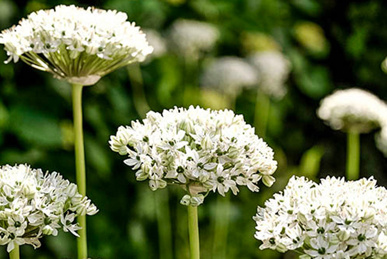 Аллиум таблетки. Аллиум Нигрум. Allium multibulbosum. Аллиум Шуберта (Allium schubertii). Аллиум Атропурпуреум.