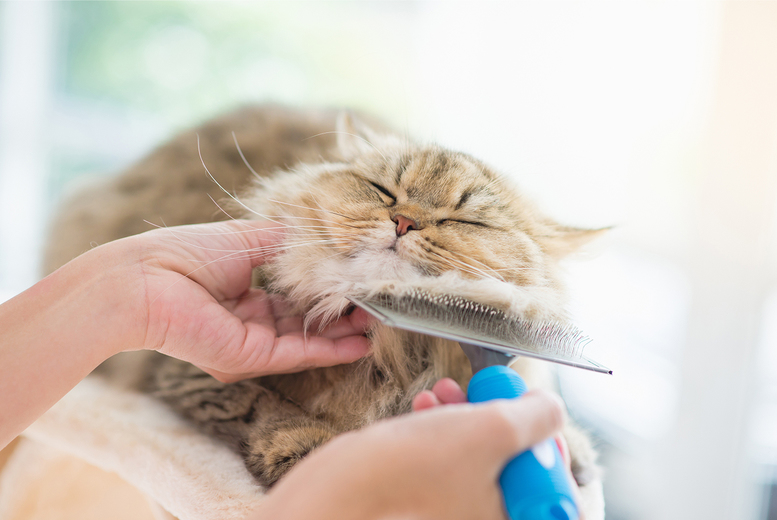 Essential Cat & Kitten Care - Online Course - Icoes Accredited | Wowcher