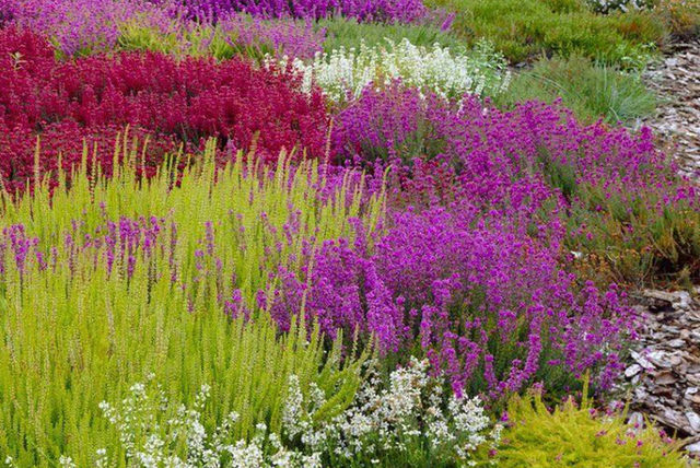 10 Evergreen Heather Plants Deal | Bristol