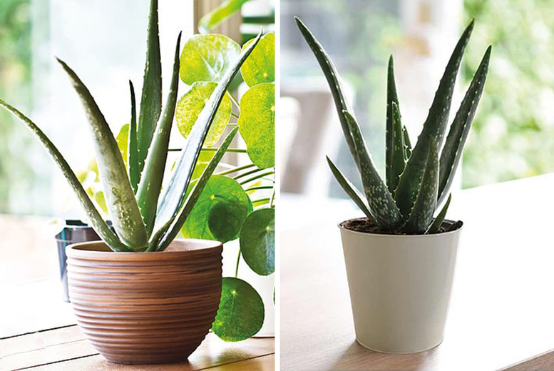 From £3.99 instead of £8.99 for one 10.5cm Aloe Vera potted plant, choose from three options from Thompson & Morgan! -