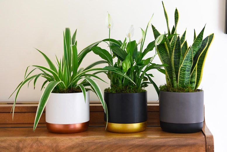 From £14.99 instead of £24.99 for a purifying houseplant collection from Thompson & Morgan - save 25%