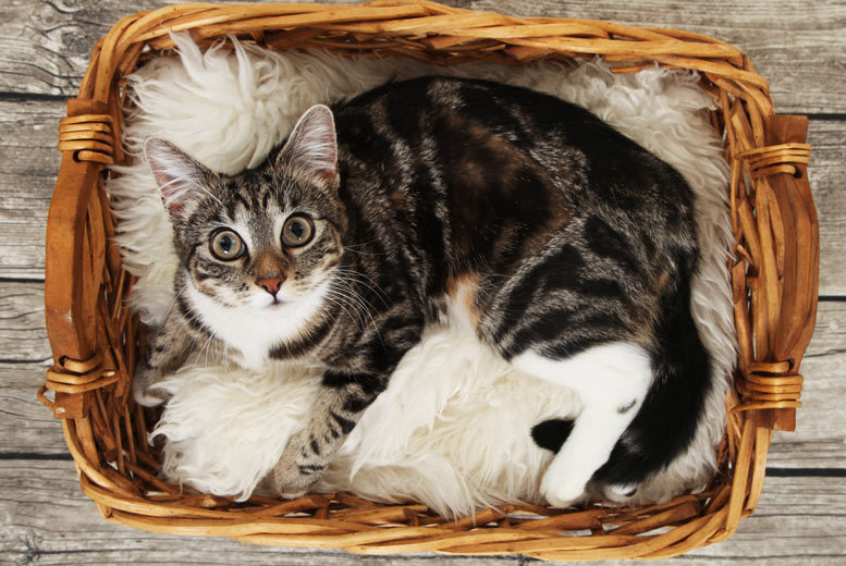 Pet Photoshoot, 2 Prints & £100 Voucher - Capture - 90 Locations | Wowcher