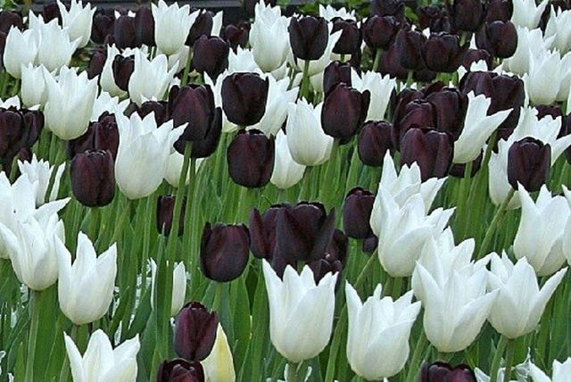 ‘Monochrome’ Tulip Collection Offer | Edinburgh