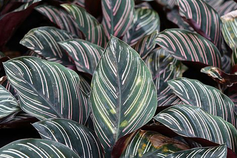 Калатея сандериана фото уход в домашних Calathea 'Sanderiana' House Plant Voucher Indoor Plants deals in Bath Wowcher