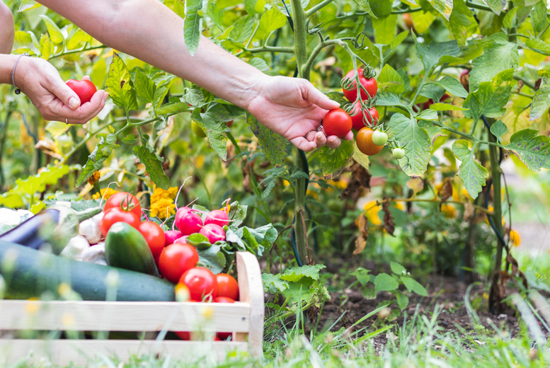 Online Vegetable Gardening Diploma Course - CPD Certified | Wowcher