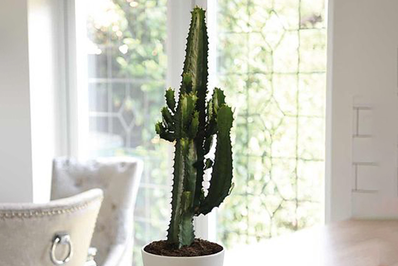 £13.99 instead of £24.99 for one euphorbia acruensis cactus, £26.99 for two from Thompson & Morgan - save up to 44%