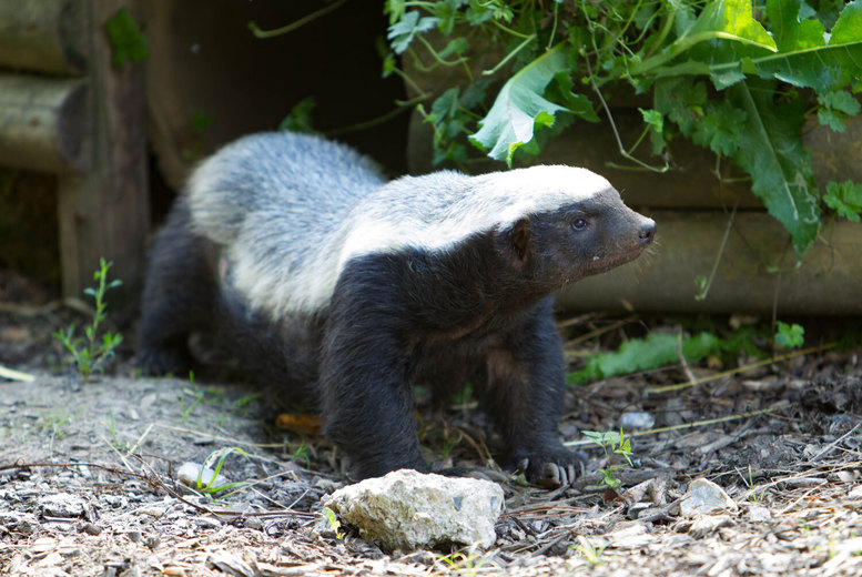 1 Year Honey Badger Adoption Pack – The Aspinall Foundation Deal Price £15.00