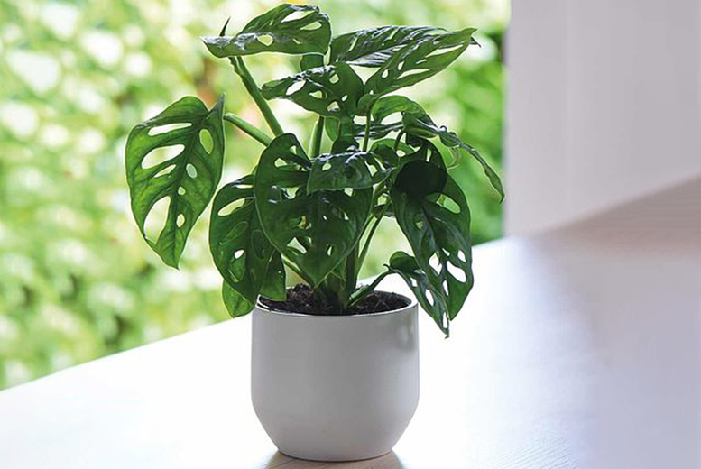 £11.99 instead of £14.99 for one monstera ‘Monkey Leaf’ plant, £19.99 for two or £32.99 for three from Thompson 
