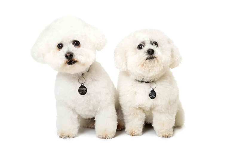 Pet Photoshoot, Print & Voucher – Hoss Photography | Wowcher