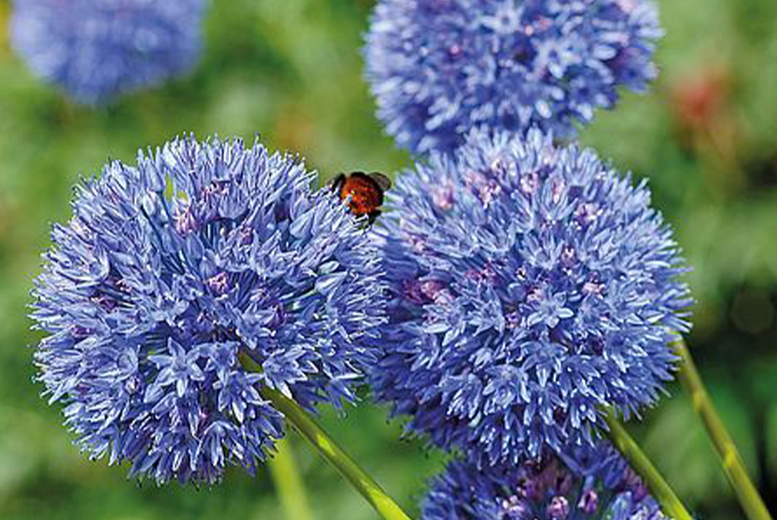 Аллиум caeruleum фото